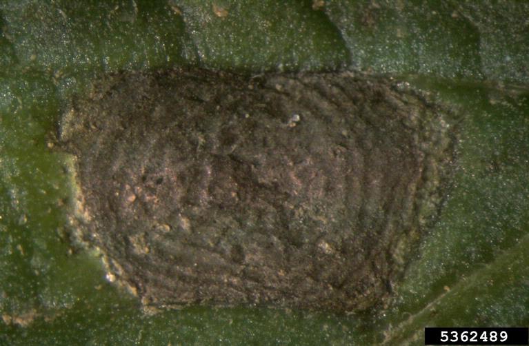 Close-up view of early blight lesion