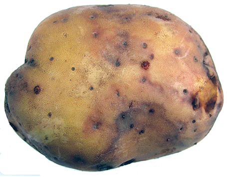 Late blight infection of tubers