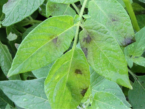 Initial symptoms of late blight