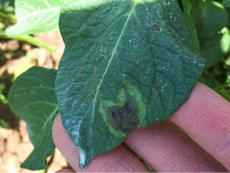Leaf lesions frequently