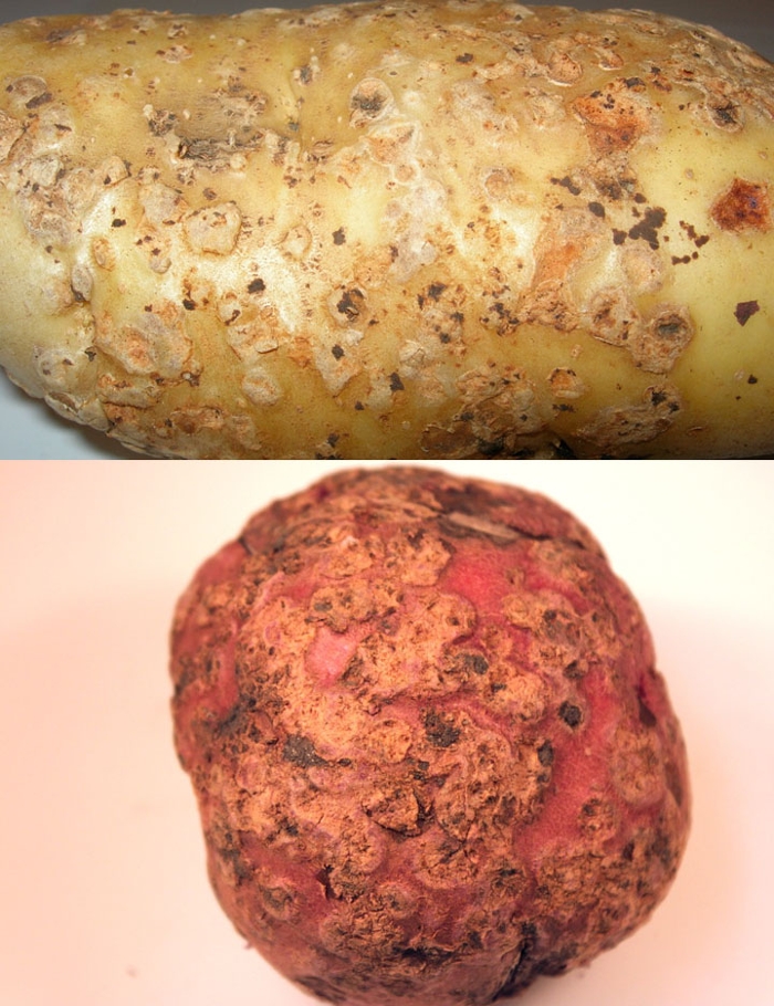 What Common Scab Looks Like