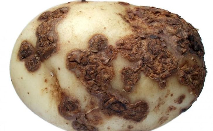 Understanding Common Scab