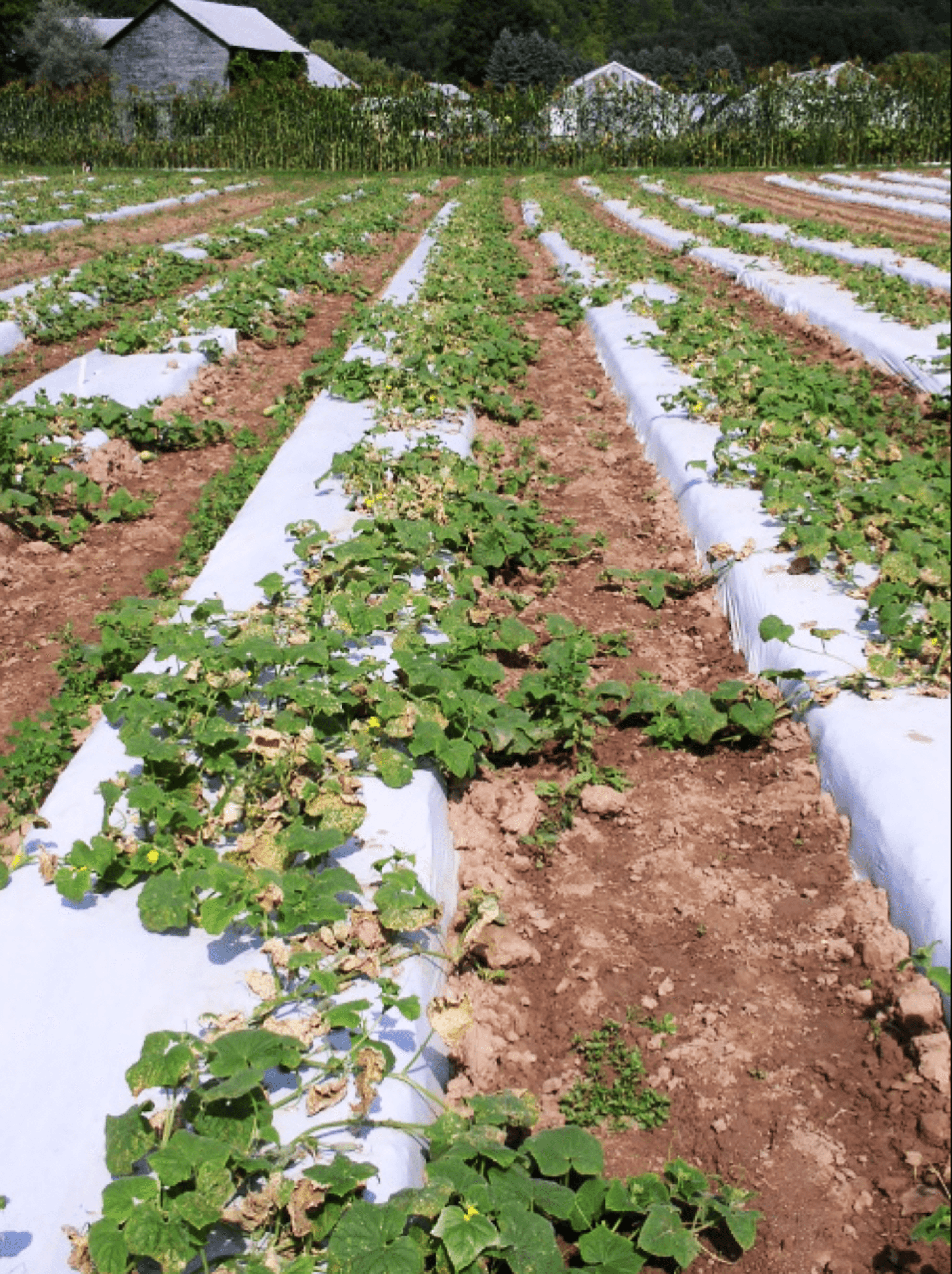 Cucumber Late Blight