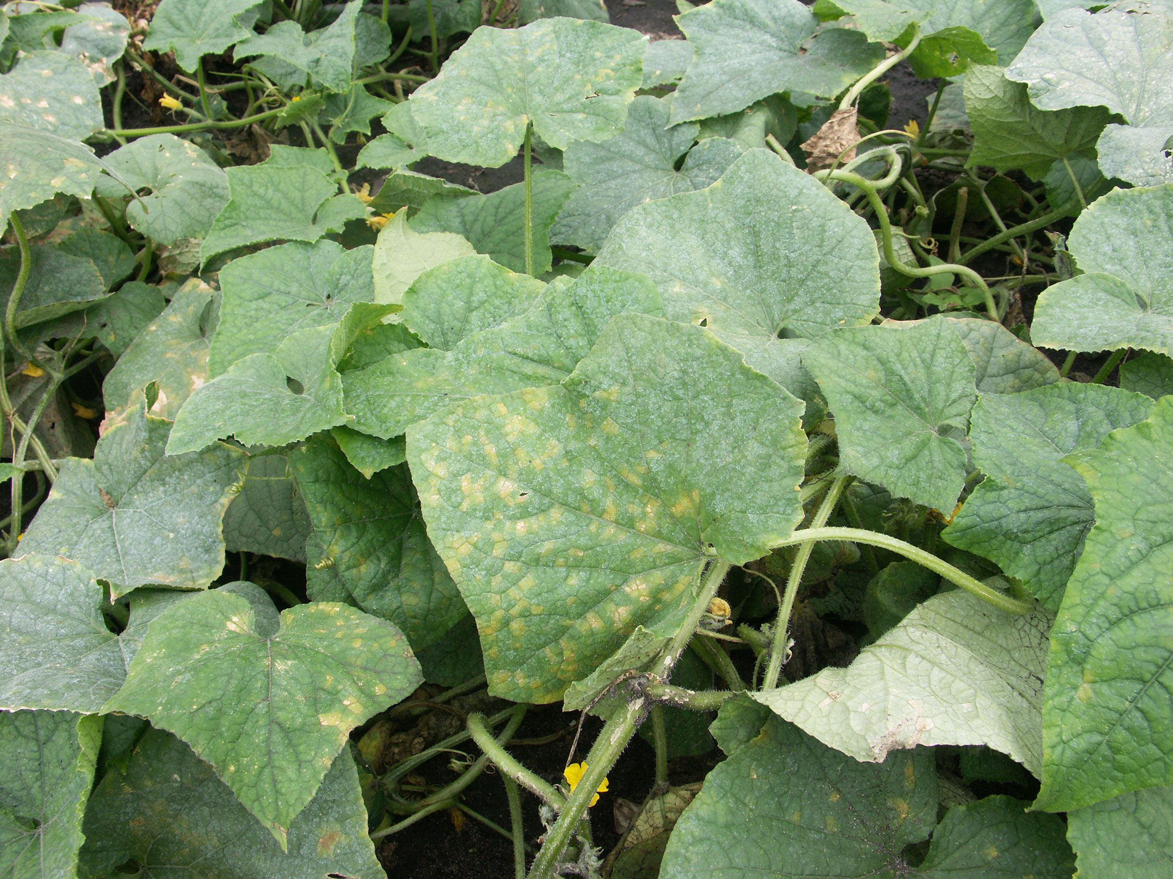 Downy mildew of cucumber