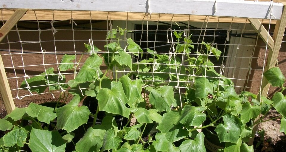 Bringing Your Plants Into the Home