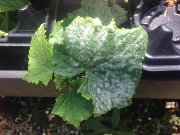 Cucumber Powdery Mildew