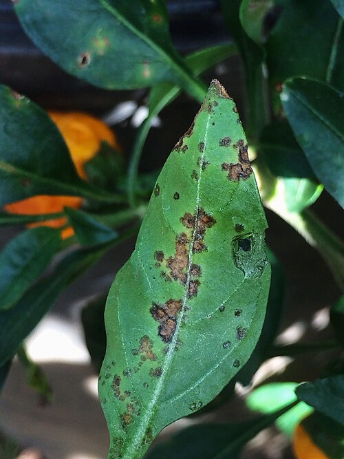 Bacterial leaf spot of pepper