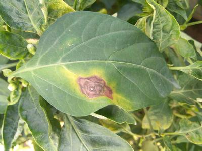 Pepper Early Blight