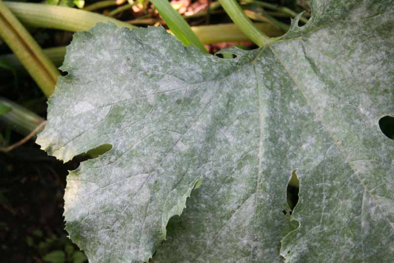 powdery mildew on a squash leaf.