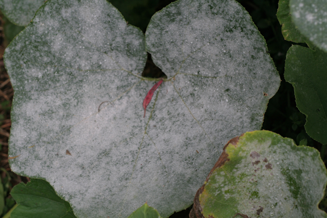 Zucchini fruit showing blossom end rot