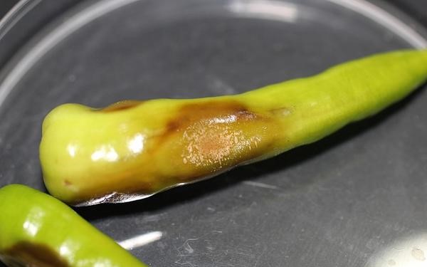 Advanced symptoms on fruits and foliage