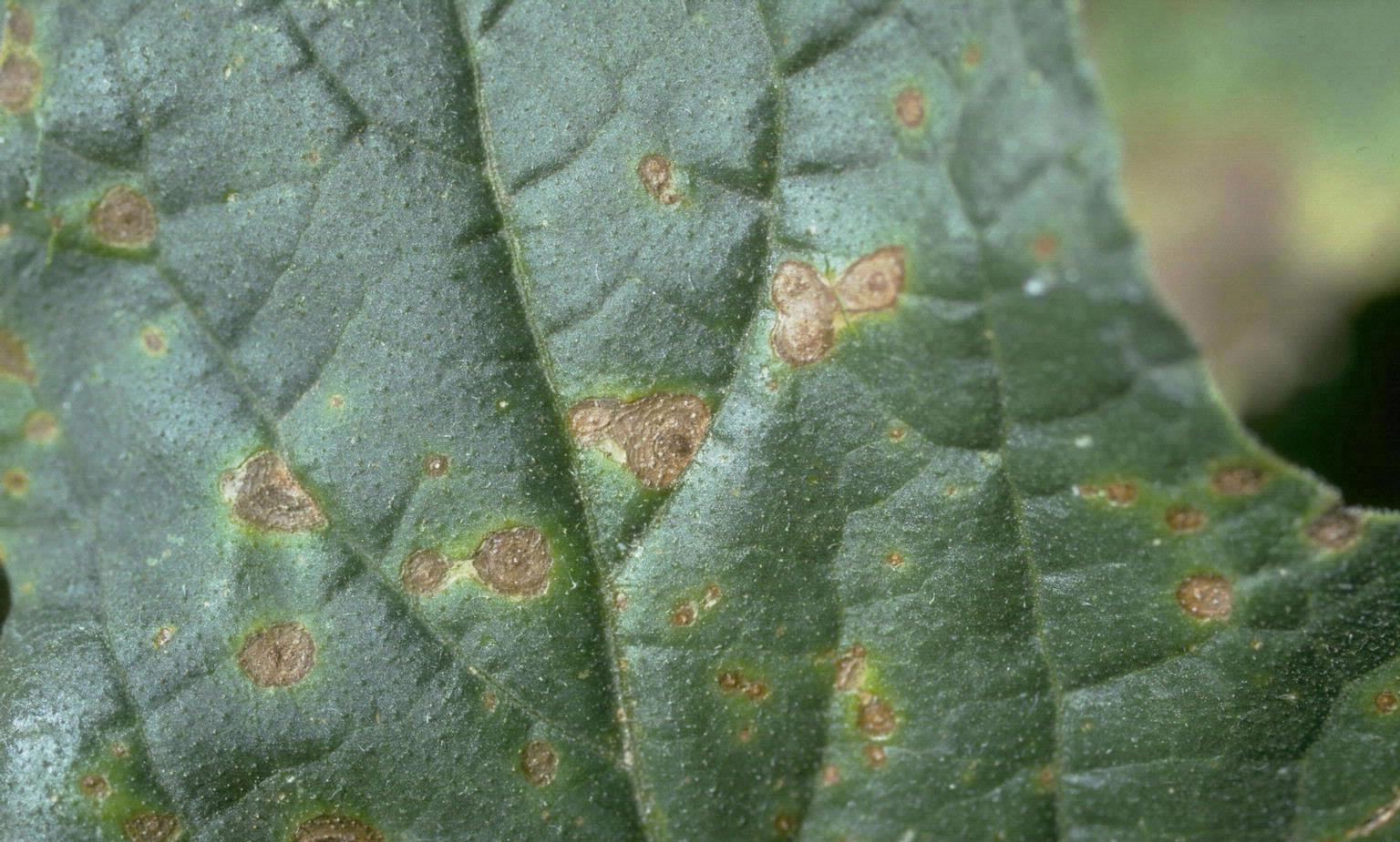 Distinguishing Alternaria from Other Zucchini Diseases
