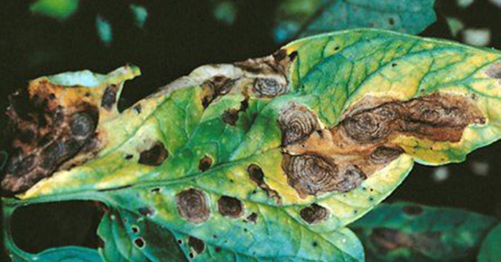 Understanding Eggplant Early Blight Eggplant Early Blight