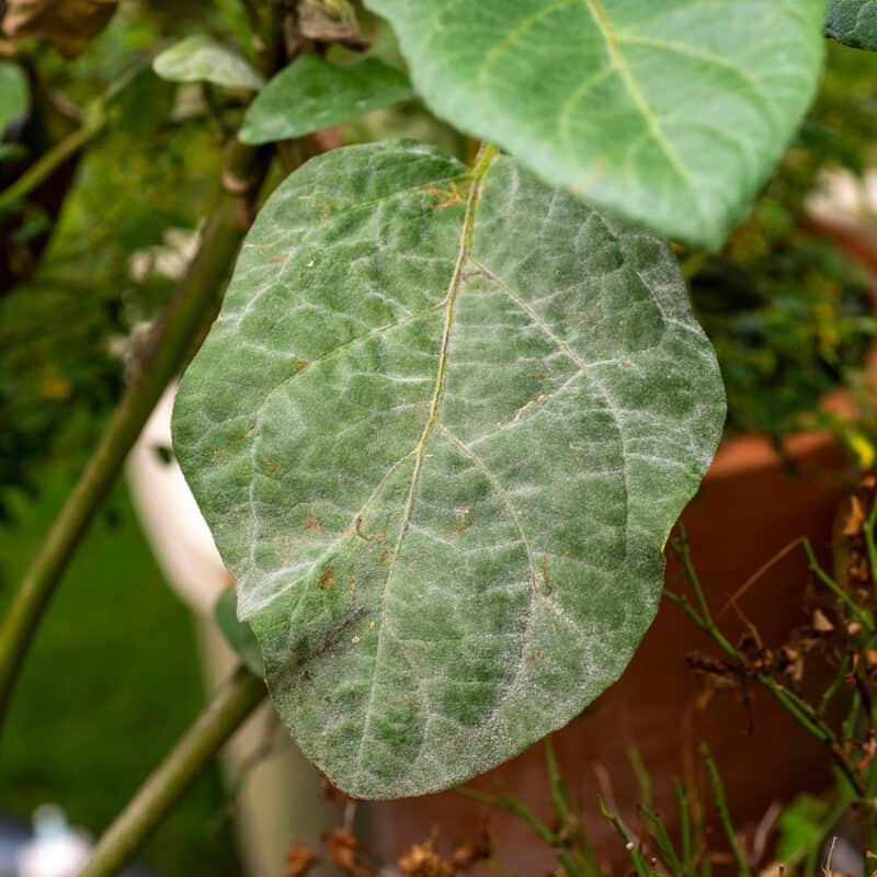 Powdery Fungal Infection on Eggplant Leaf Powdery fungal symptom on an eggplant leaf