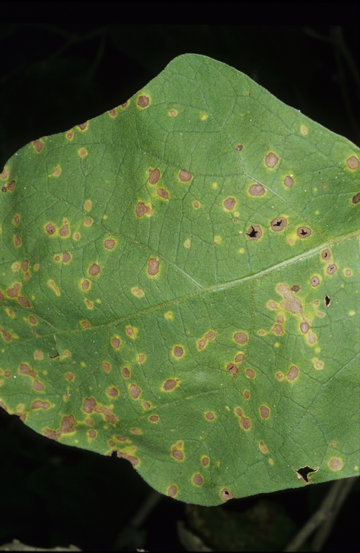 Leaf Spot Disease on Eggplant Leaves Leaf spot on eggplant leaves