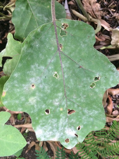 depict Powdery Mildew on eggplant leaves