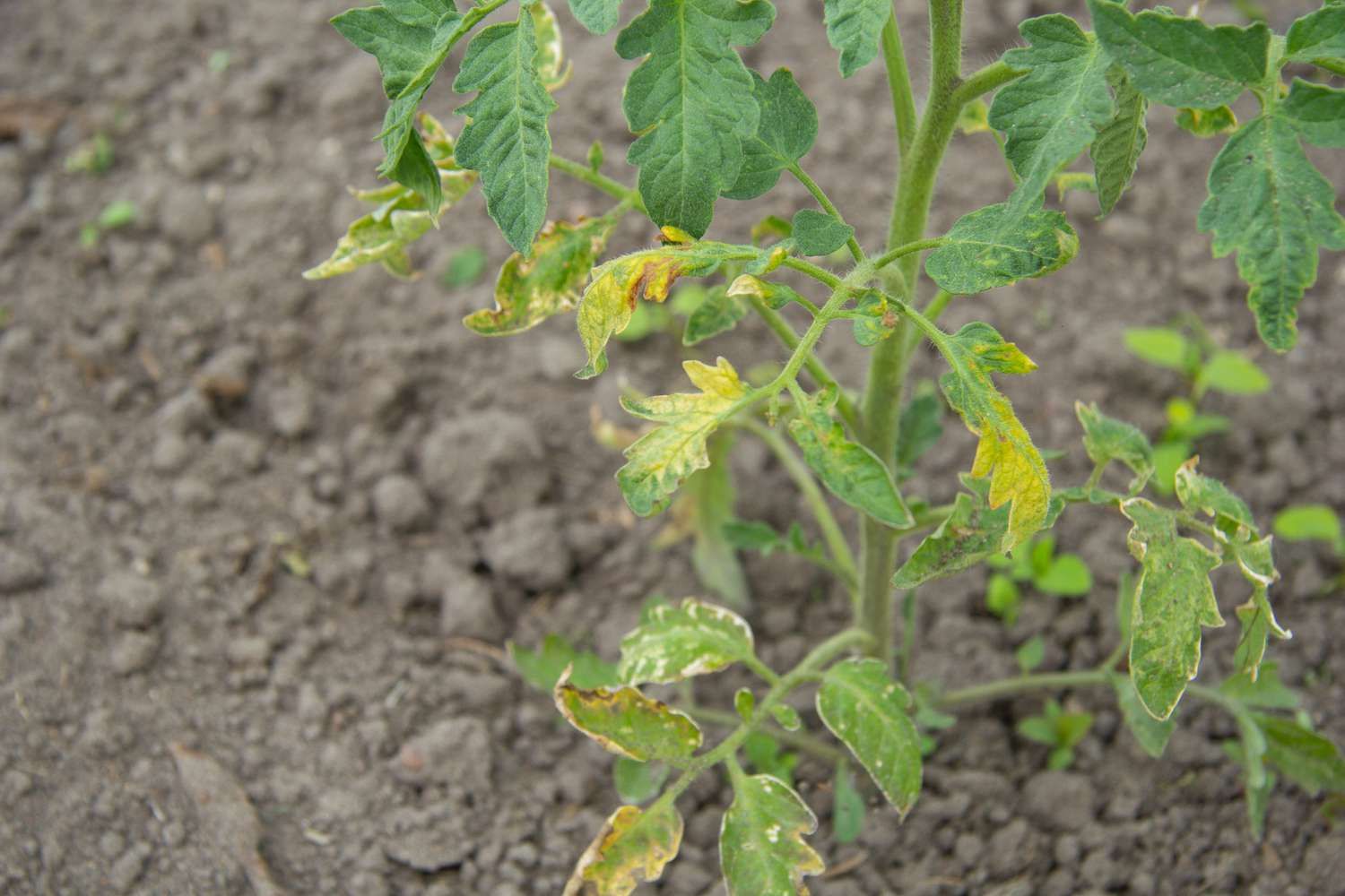 early blight on tomato plants