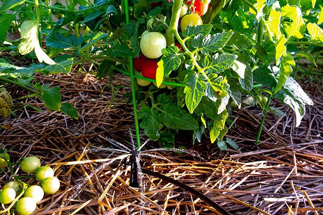 Straw or organic mulch around tomato plants