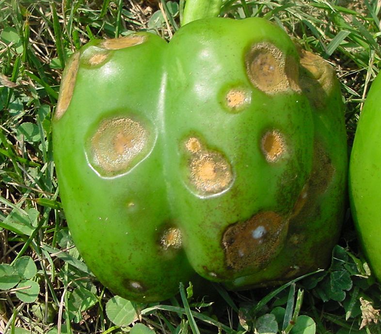 Anthracnose: The Most Common Pepper Destroyer