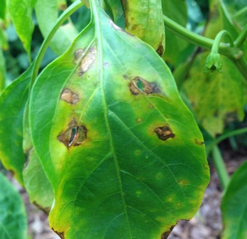 Bacterial Leaf Spot: The Humidity Lover