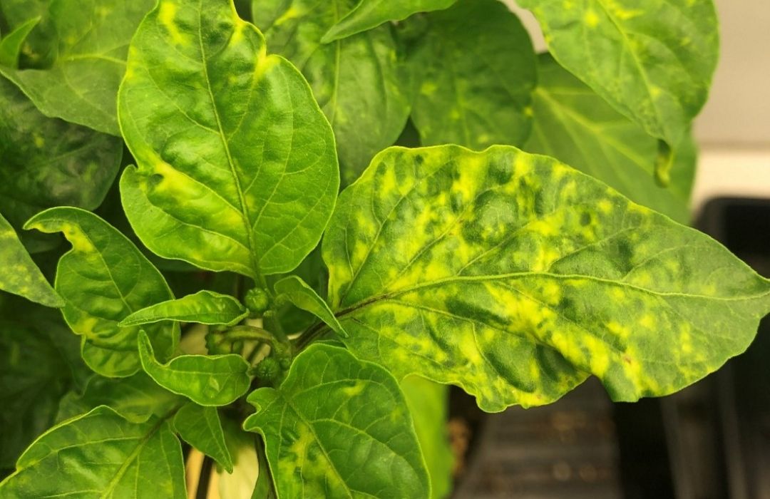 Mosaic Virus Symptoms on Pepper Leaves & Plants