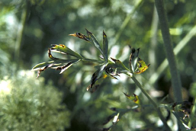 Bacterial Leaf Blight in Carrots Overview Bacterial Leaf Blight in carrots
