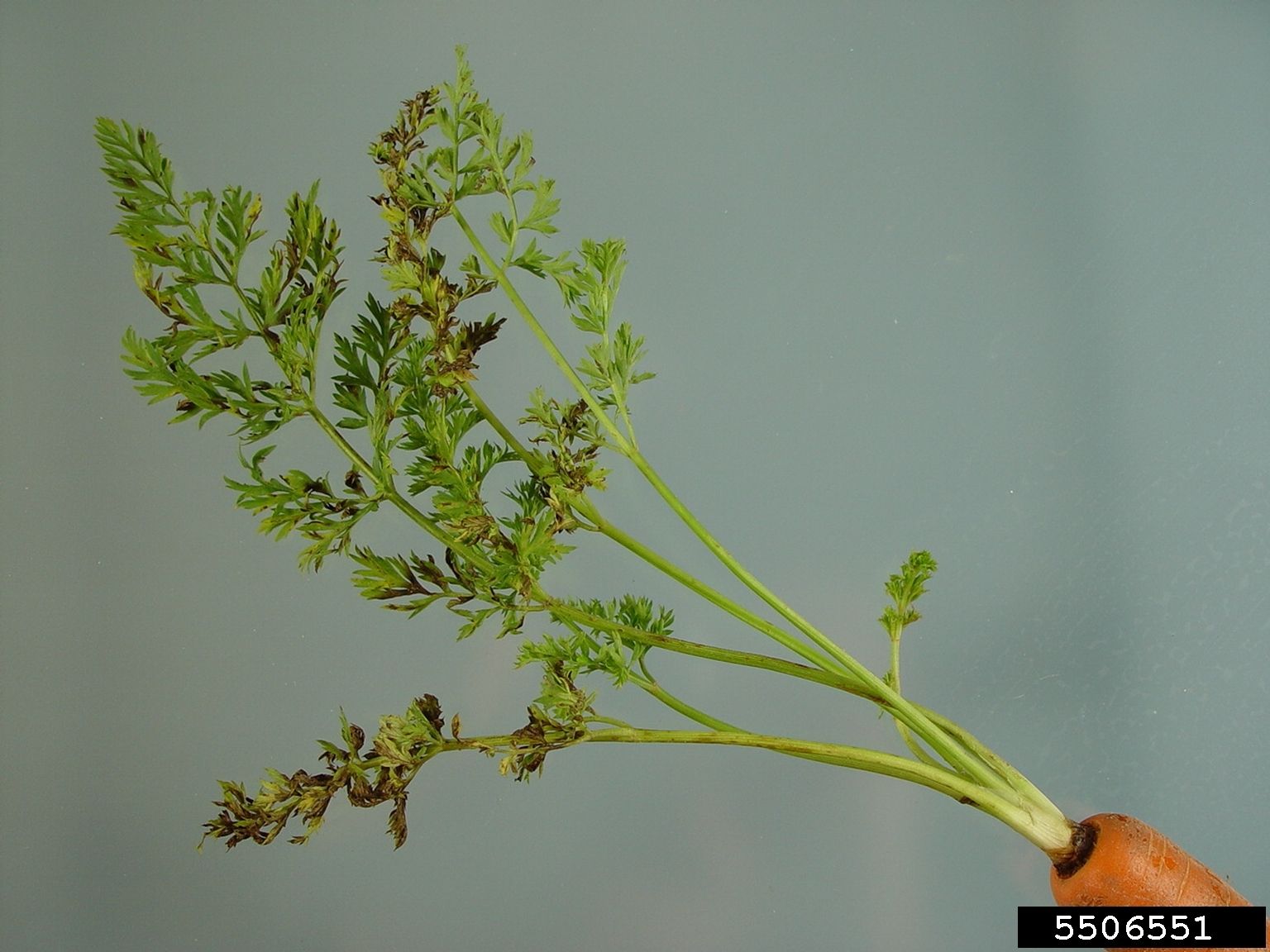 Understanding Carrot Alternaria Leaf Blight Carrot Alternaria Leaf Blight Disease intoduction