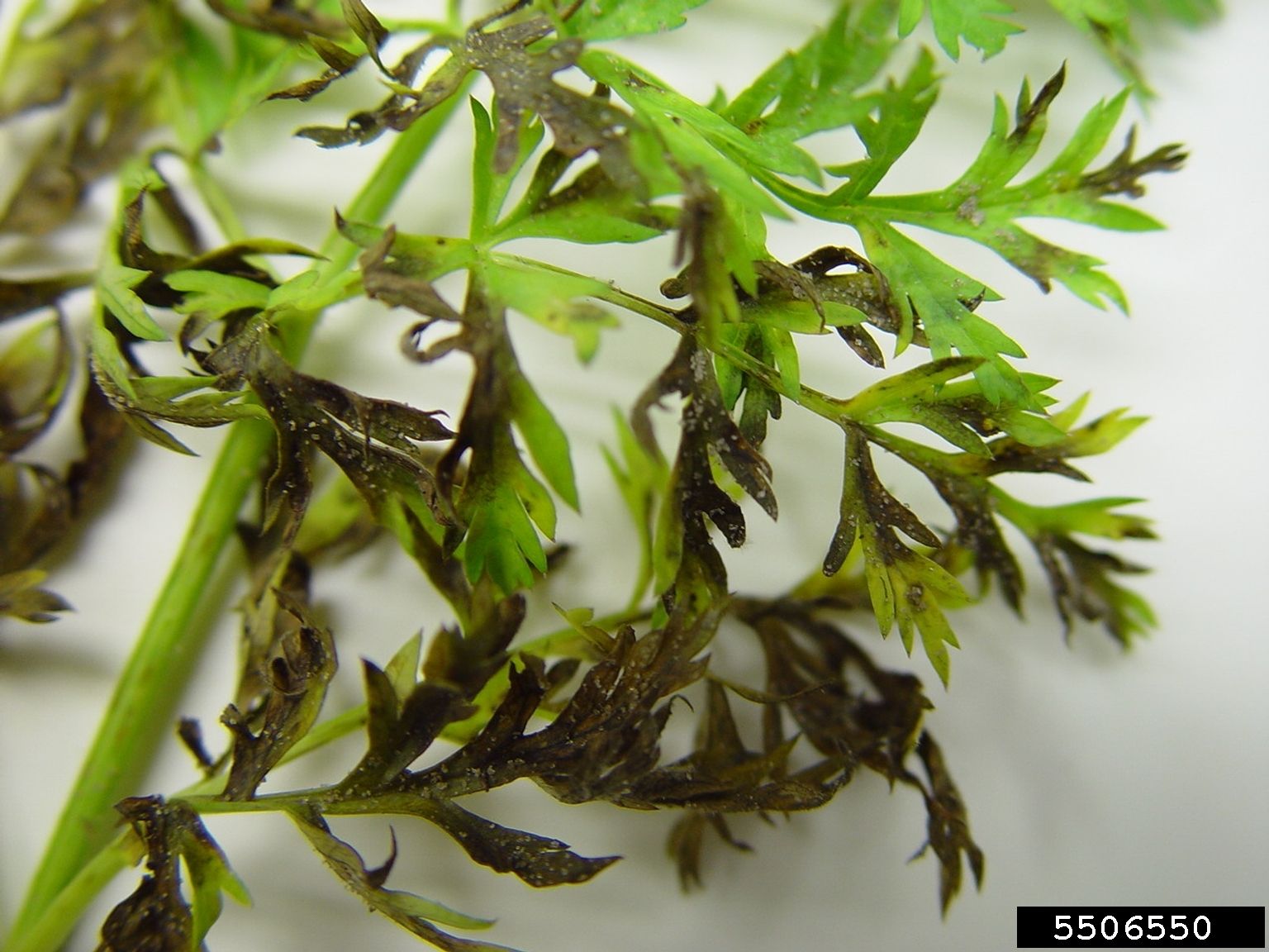 Early Detection of Carrot Alternaria Leaf Blight carrot alternaria leaf blight Early Detection Saves Your Crops