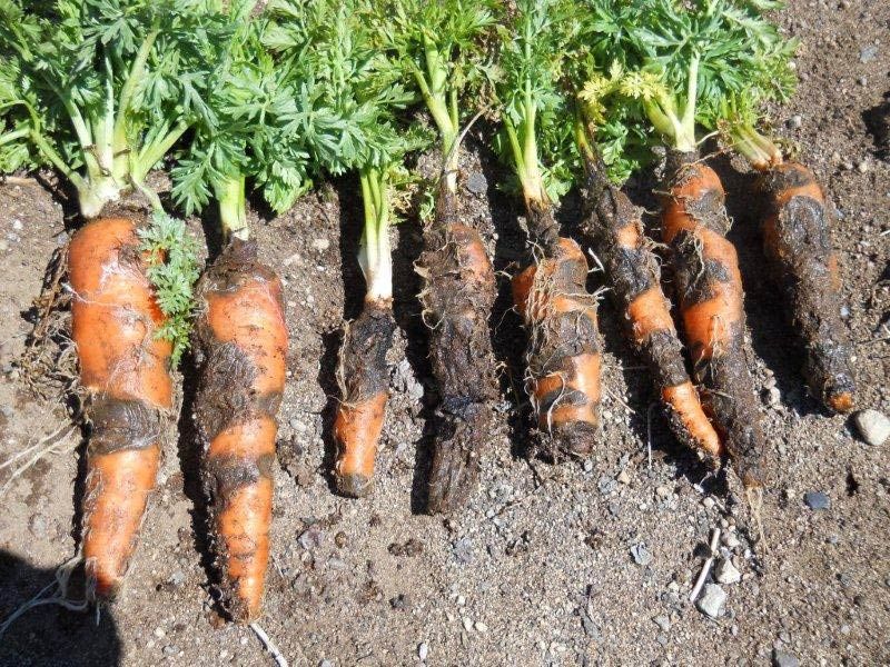 Understanding Black Root Rot in Carrots Black Root Rot in carrots