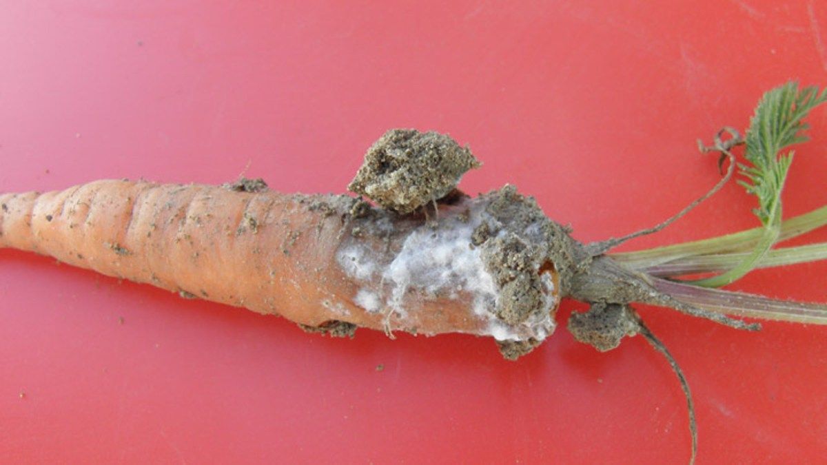 Sclerotinia Rot in Carrots - Crop Disease Overview Sclerotinia Rot in carrot