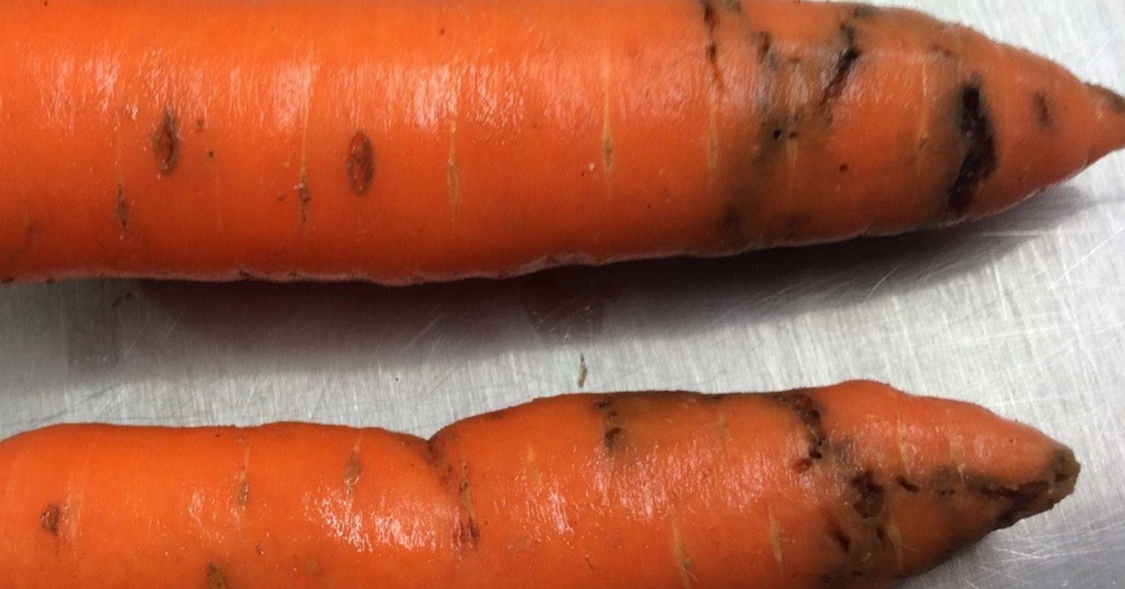 Understanding Carrot Cavity Spot Disease