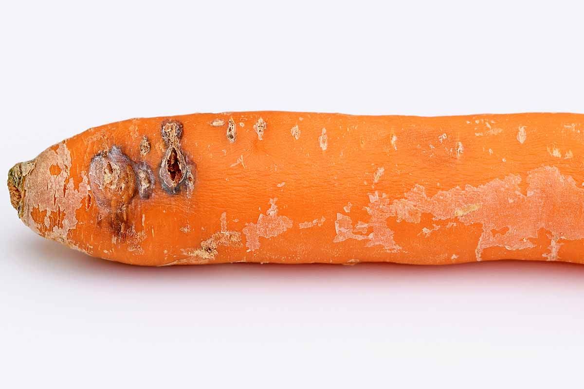Recognizing Cavity Spot Symptoms Early in carrots
