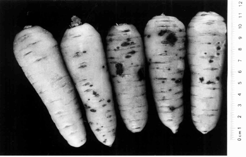 Management and Treatment During the Growing Season in carrot cavity spot