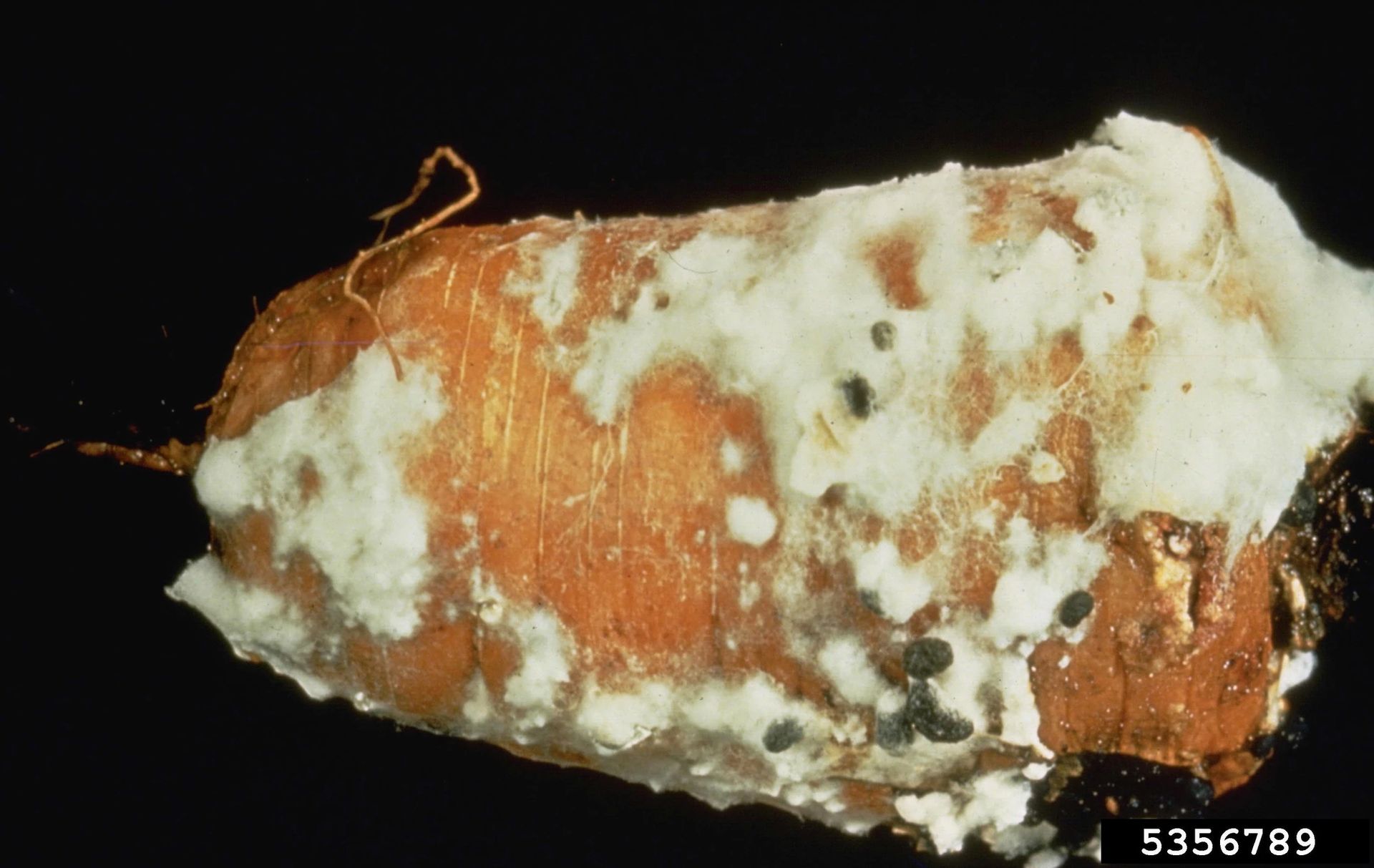 Carrot Sclerotinia Rot Explained Understanding Carrot Sclerotinia Rot