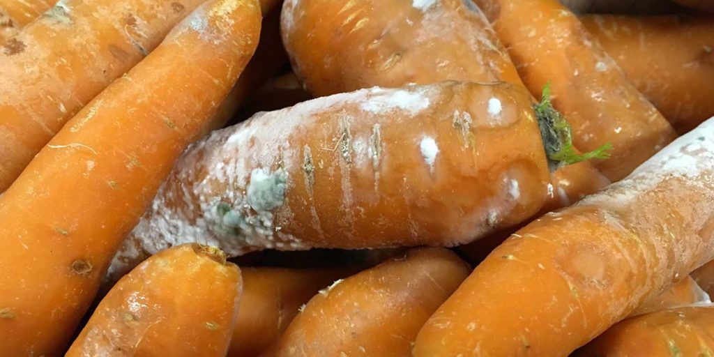 Carrot Sclerotinia Rot Symptoms Explained Carrot Sclerotinia Rot (Root and Crown Symptoms)