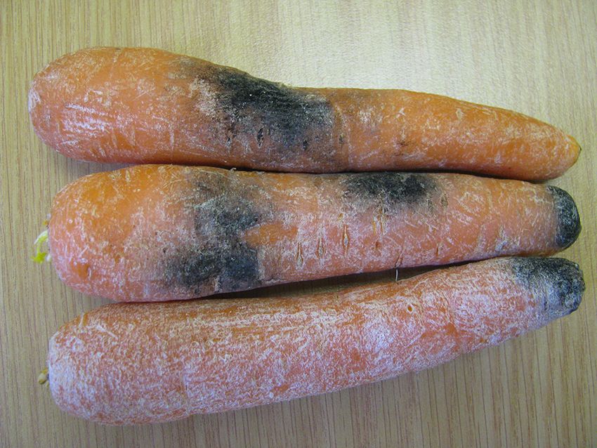 Managing carrot Black Rot During Storage