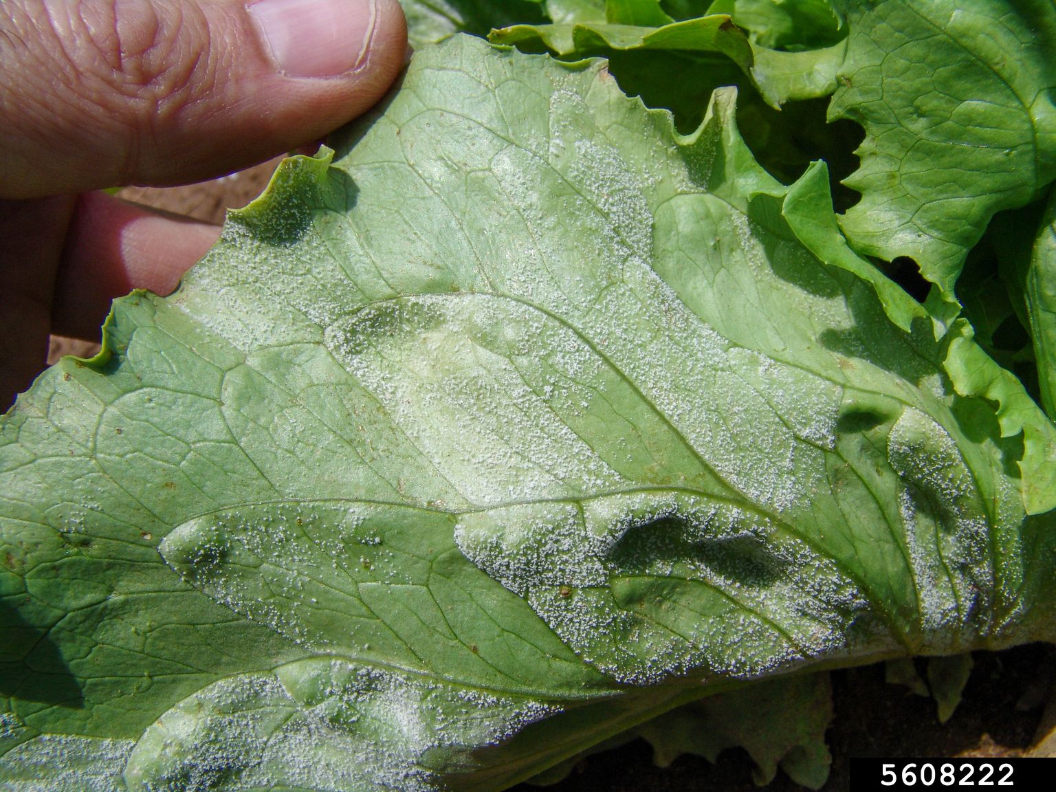 Downy Mildew in lettuce