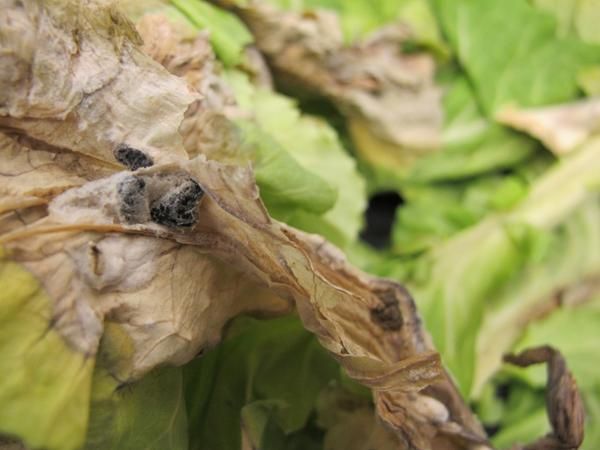 Sclerotinia Rot (Lettuce Drop) in lettuce