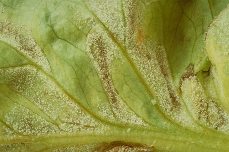 Lettuce Downy Mildew Visual Symptoms on Leaves