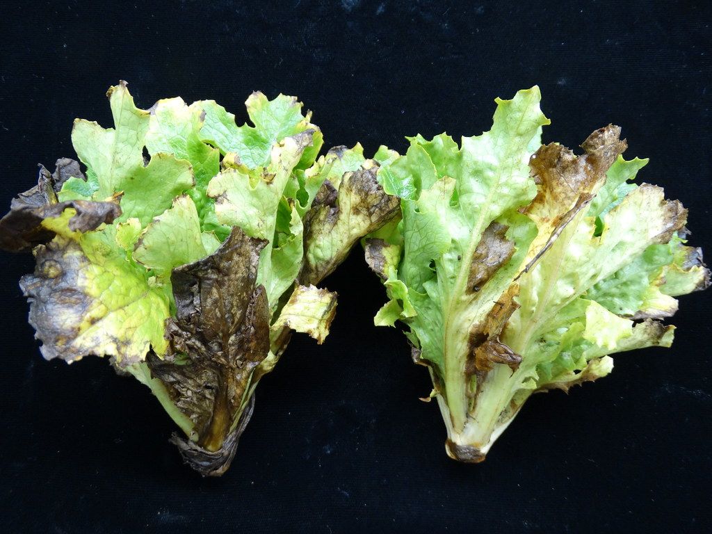 downy meldew Decline phase in lettuce