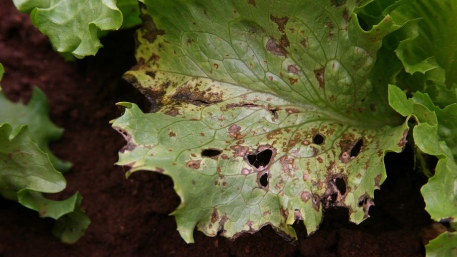 What is Lettuce Anthracnose