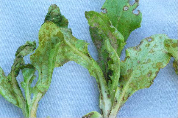 SPRING RAINS MAY CAUSE ANTHRACNOSE PROBLEMS FOR LETTUCE