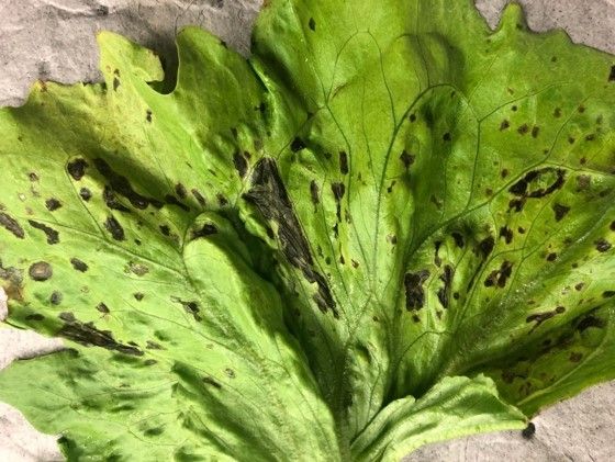 What Is Lettuce Bacterial Leaf Spot?