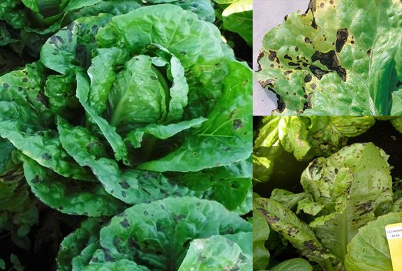 Lettuce Bacterial Leaf Spot Advanced Stage