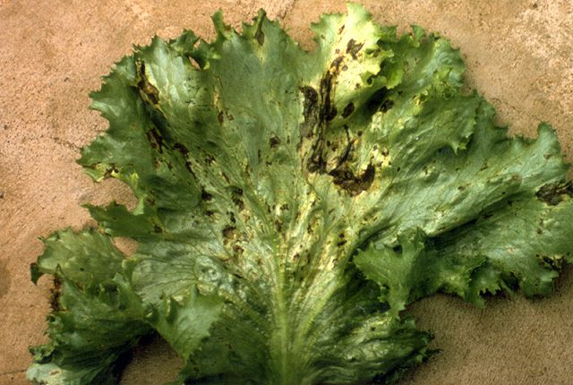 when to remove plants in Lettuce Bacterial Leaf Spot