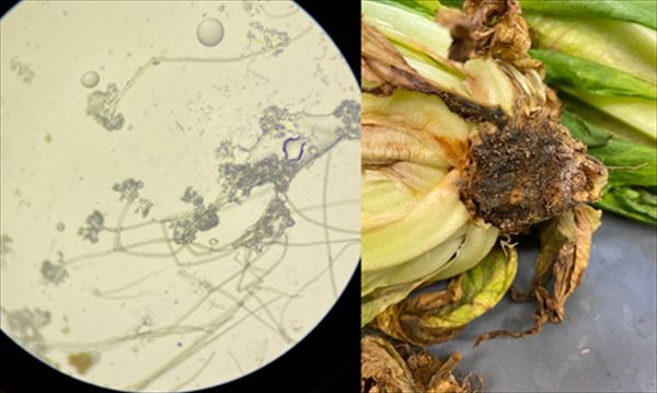 Understanding Lettuce Gray Mold Disease What Is Lettuce Gray Mold?
