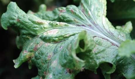 Identifying Gray Mold in Lettuce Recognizing Gray Mold Symptoms in lettuce