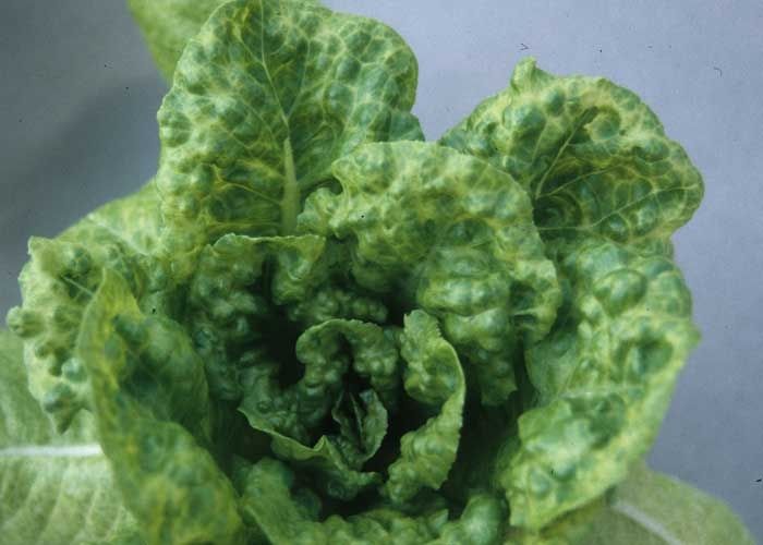 Understanding Lettuce Mosaic Virus