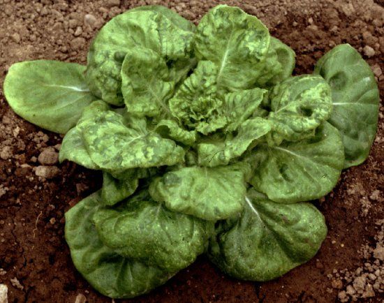How Lettuce Mosaic Virus Spreads
