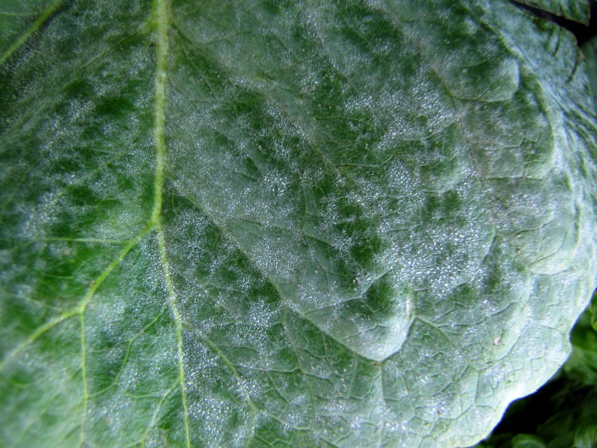 What Is Lettuce Powdery Mildew?